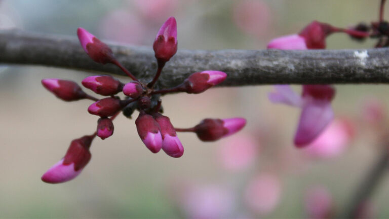 2023-03-21-Master Gardeners-Redbuds