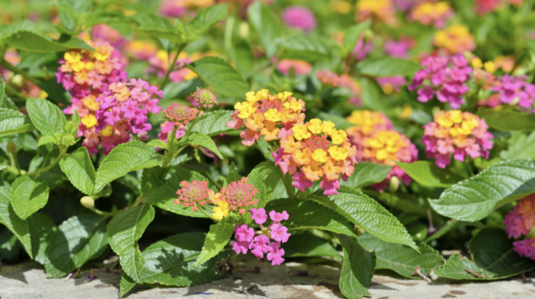 Lantana.Many-plants-are-in-bloom-during-June-including-lantana.-Photo-by-Canva