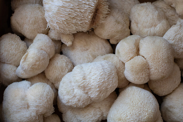 Lions mane mushrooms close up