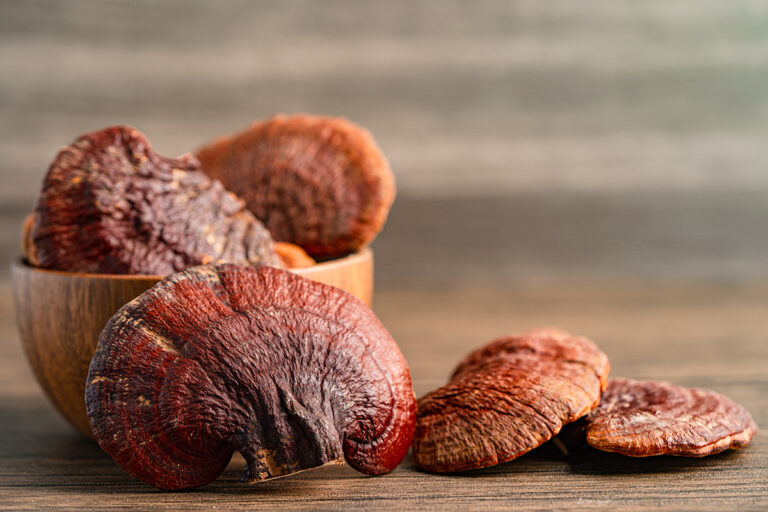 Dried lingzhi mushroom isolated on white background with clippin