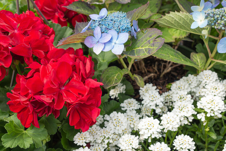 Red, White, and Blue Flowers