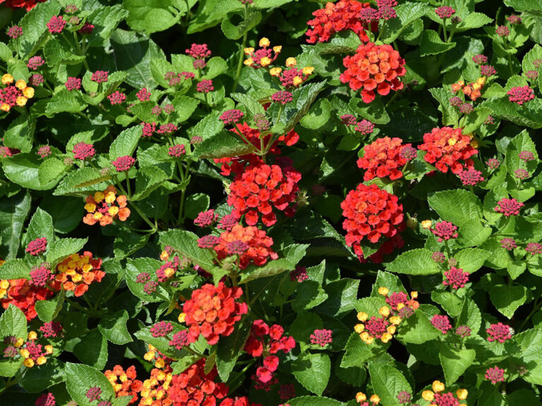 lantana