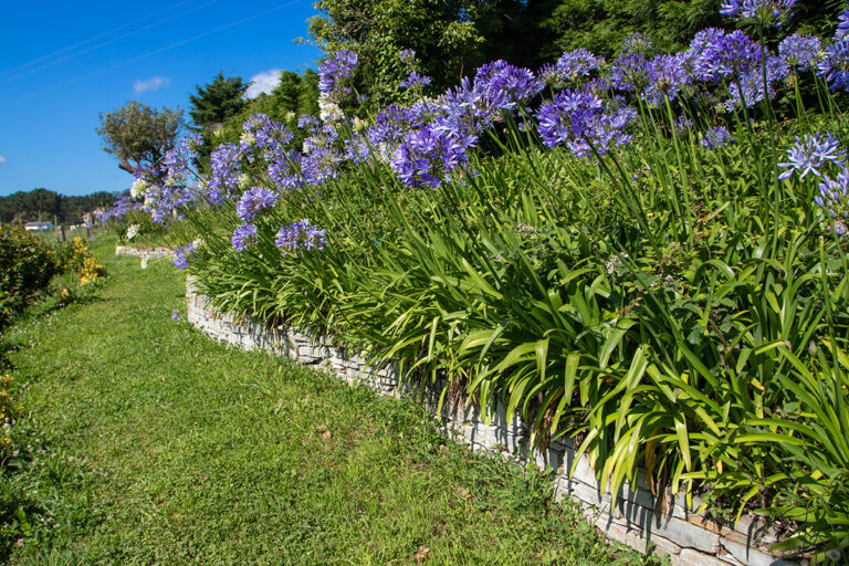 Agapanthus blue and white flowers on the stone retaining wall