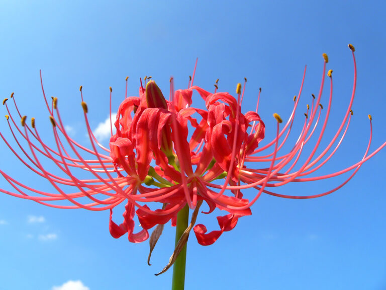 spider lily