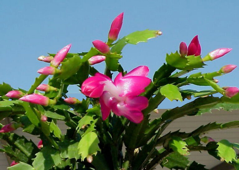 christmas-cactus