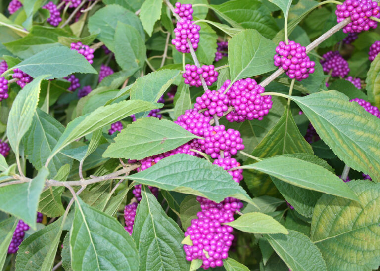 sg20131014_beautyberry