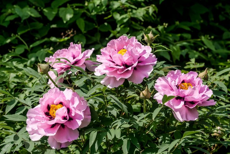 Пион древовидный (Paeonia suffruticosa) Moutan Tr