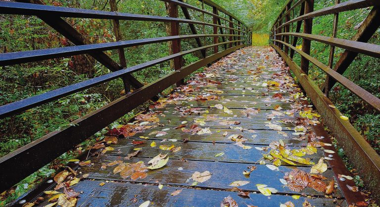 Bailey's Woods Trail. Photograph © Tripp Farris