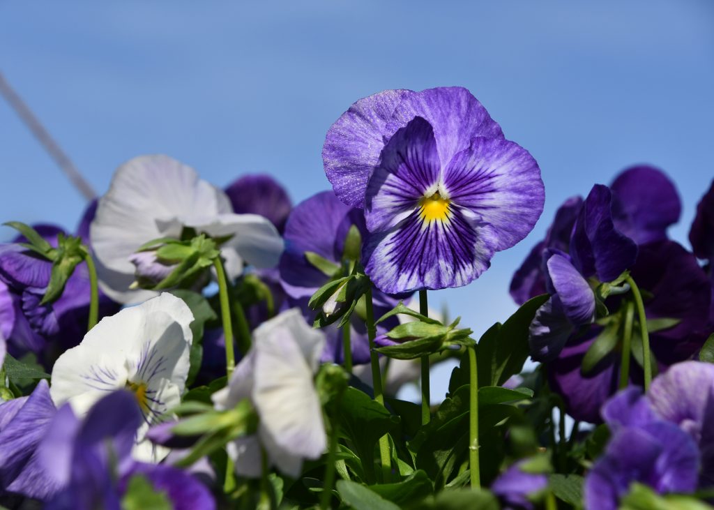 20151019_pansies_white