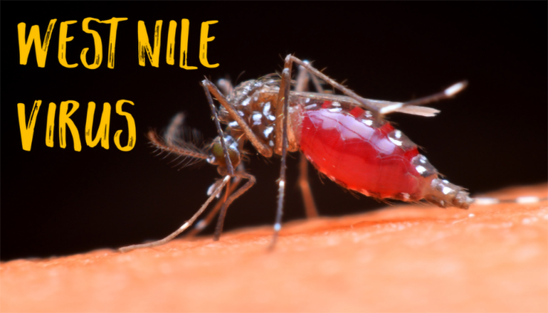 West-Nile-Virus