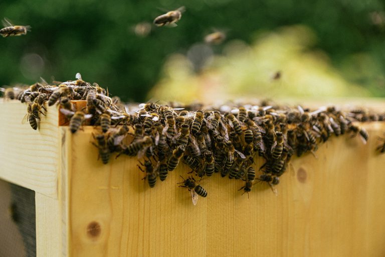 Swarm of honey bees on a wooden beehive