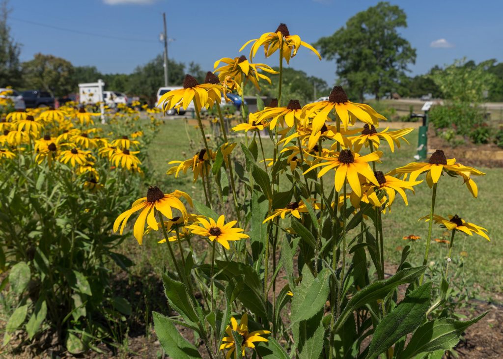 20220228_nativeplants