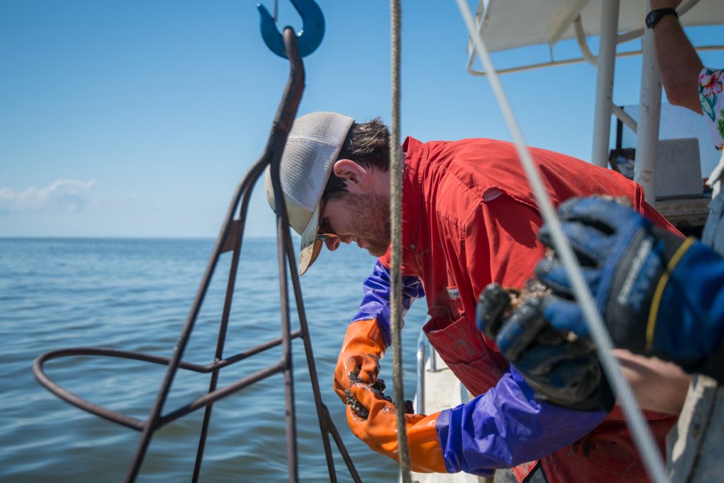 Oyster research