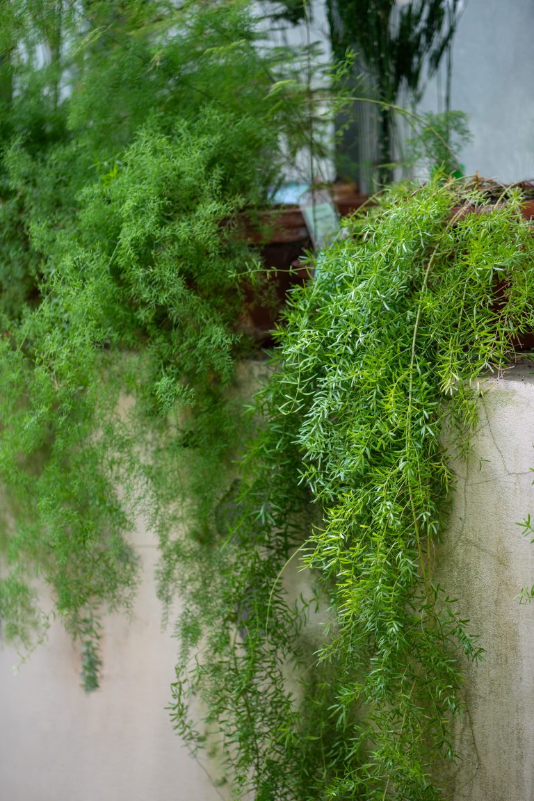 Foxtail asparagus fern plants in pot on windowsill at home. Indoor gardening