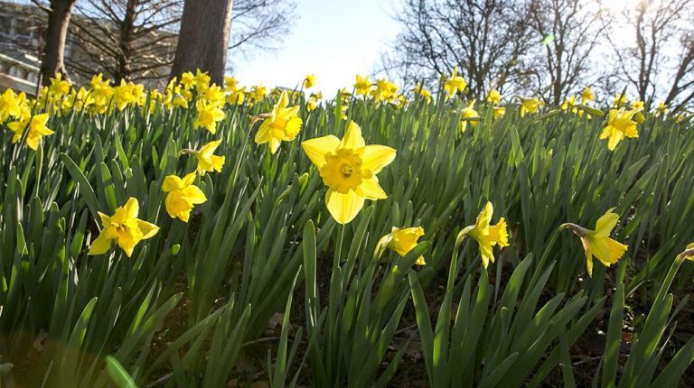 20190128_daffodils_mmp