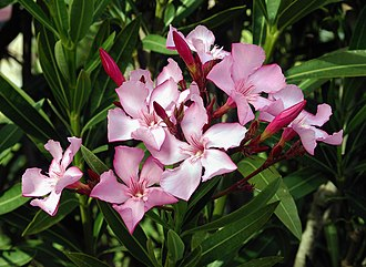 oleander