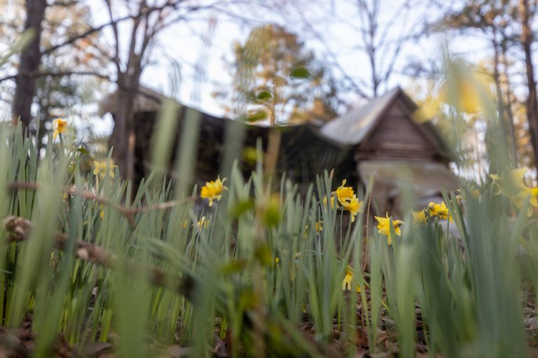 Daffodils