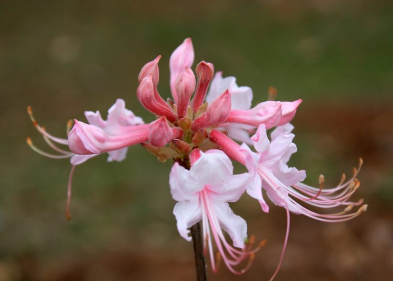 sg20160125_honeysuckle.jpg